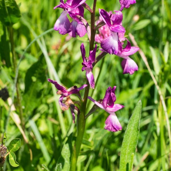 Anacamptis laxiflora