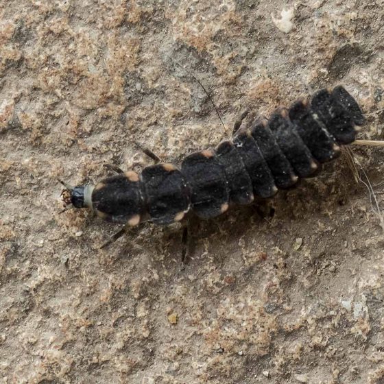 Larva di Lampyris noctiluca, lucciola