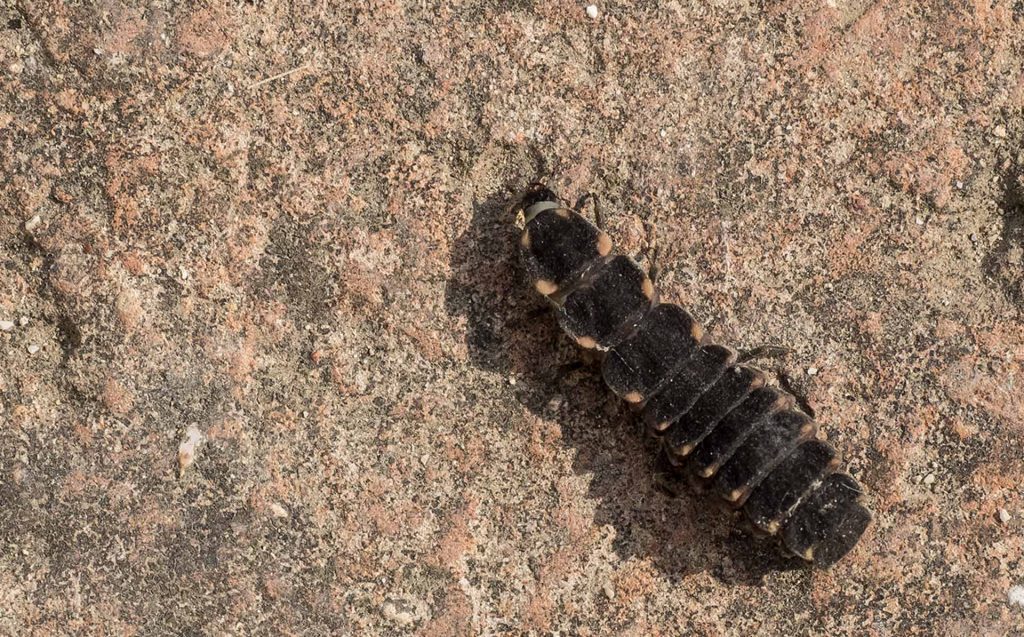 Larva di Lampyris noctiluca, lucciola