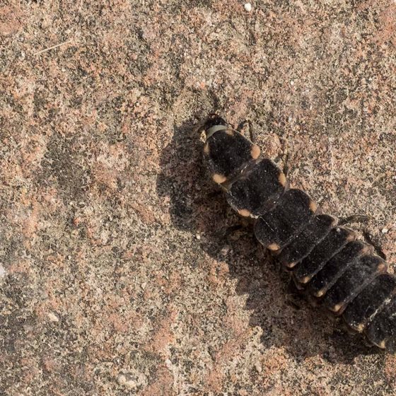 Larva di Lampyris noctiluca, lucciola