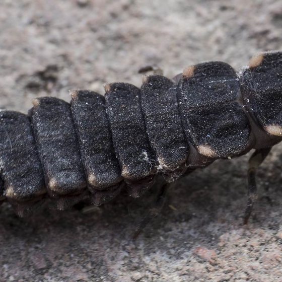 Larva di Lampyris noctiluca, lucciola