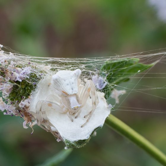 Ragno Thomisus onustus su pianta di menta