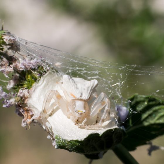 Ragno Thomisus onustus su pianta di menta