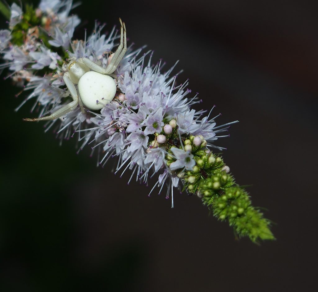 Ragno Misumena vatia