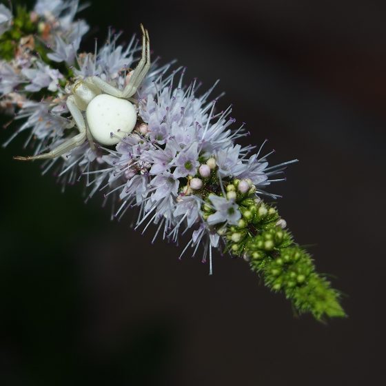 Ragno Misumena vatia