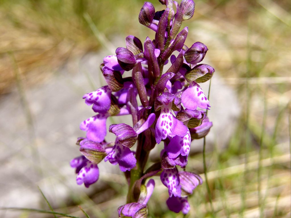 Anacamptis morio, orchidea morio