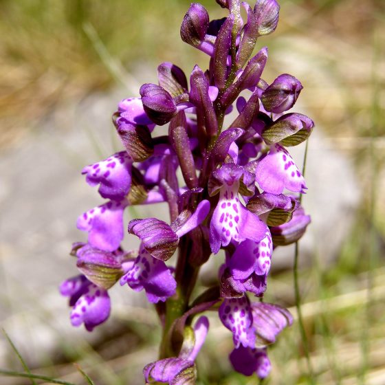 Anacamptis morio, orchidea morio