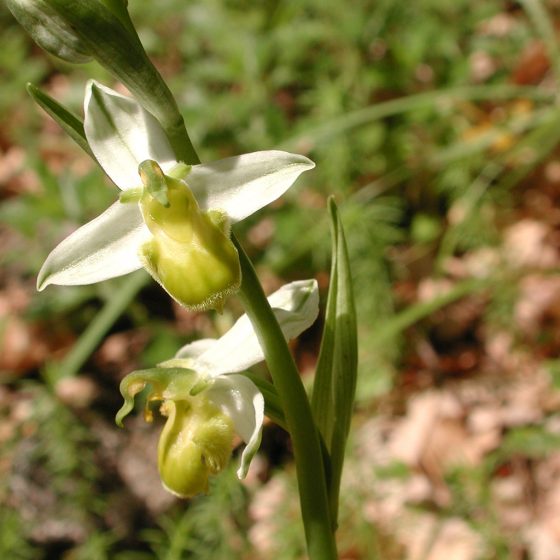 Ophrys apifera (albina, var. chlorantha)