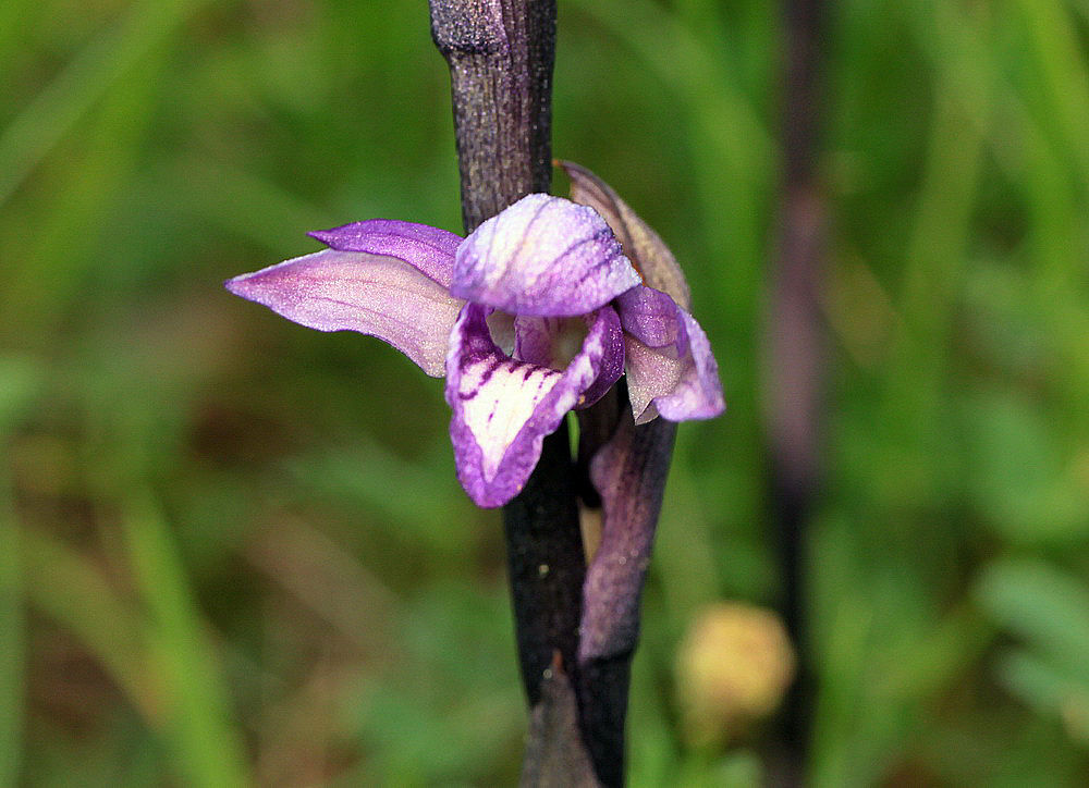 Limodorum abortivum, fior di stecco [photo credit: orchidsworld Limodorum abortivum via photopincreativecommons.org/licenses/by-nc-nd/2.0]