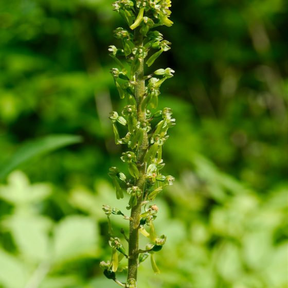 Neottia ovata [photo credit: robert shell www.flickr.com via photopin creativecommons.org/licenses/by-nc/2.0]