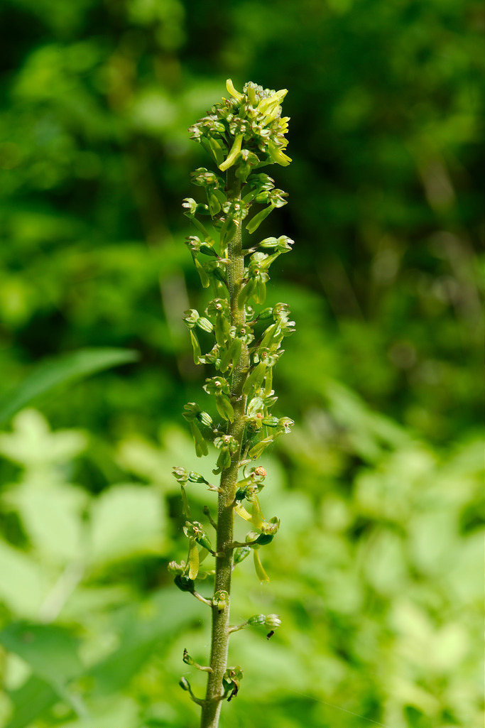 Listera maggiore, listera ovata, giglio verde