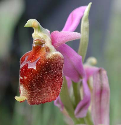 Ophrys argolica subsp. crabronifera