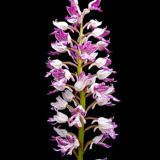 Orchis militaris, orchidea militare [Emilio Esteban-Infantes Orchis militaris via photopin creativecommons.org/licenses/by-nc-nd/2.0]