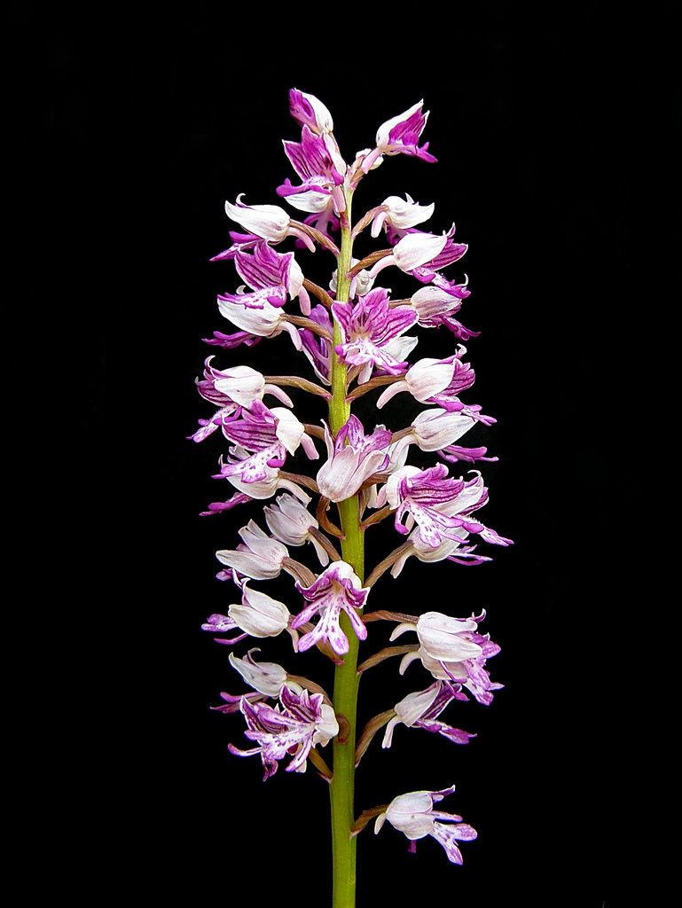 Orchidea militare