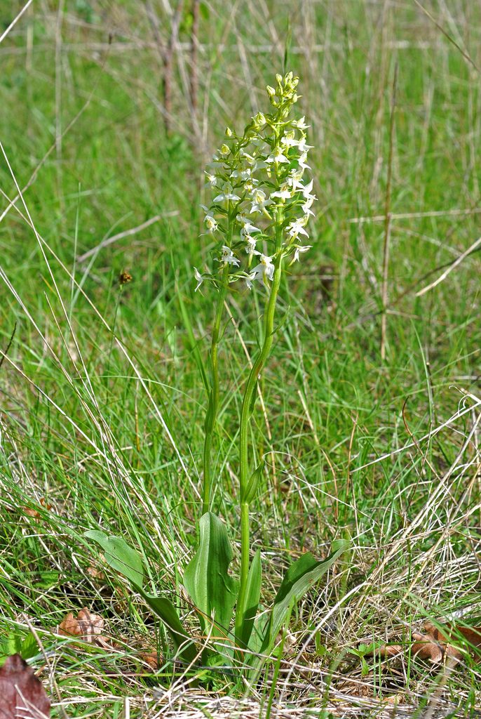 Platanthera bifolia, platantera comune [photo credit: pedromiramis www.flickr.com Platanthera bifolia via photopin creativecommons.org/licenses/by-nc-sa/2.0/]