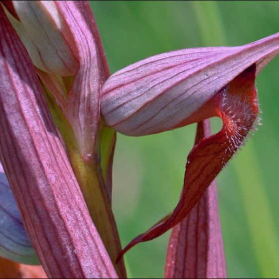 Serapias vomeracea [photo credit: amadej2008 www.flickr.comSerapias-vomeracea_12bvia photopin creativecommons.org/licenses/by-nc-sa/2.0/]