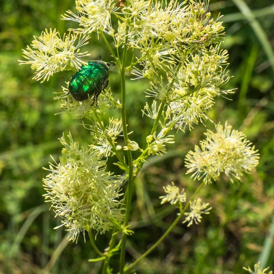 Cetonia aurata su Thalictrum simplex, lago Ventina (al confine tra Terni e Rieti)