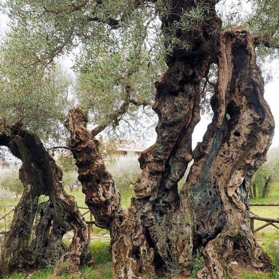 Trevi, olivo di Sant'Emiliano