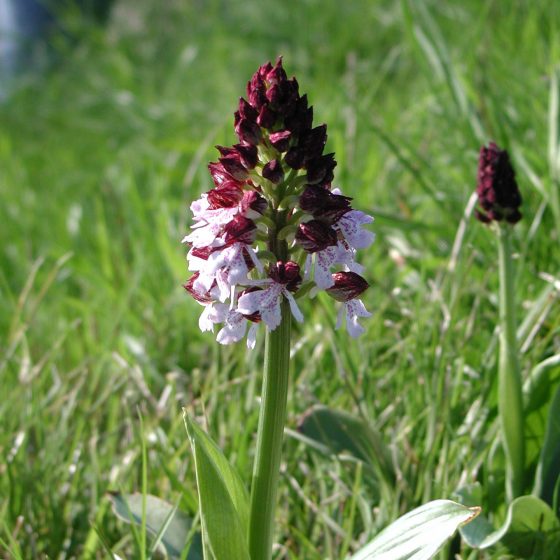 Orchis purpurea, orchidea maggiore, Trevi, argini del torrente Tatarena