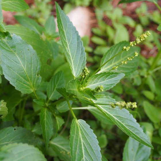 Mercurialis annua, mercuriale, mercorella [photo credit: rubinjoni www.flickr.com- Mercurialis annua male plant via photopin creativecommons.org/licenses/by-nc-nd/2.0]