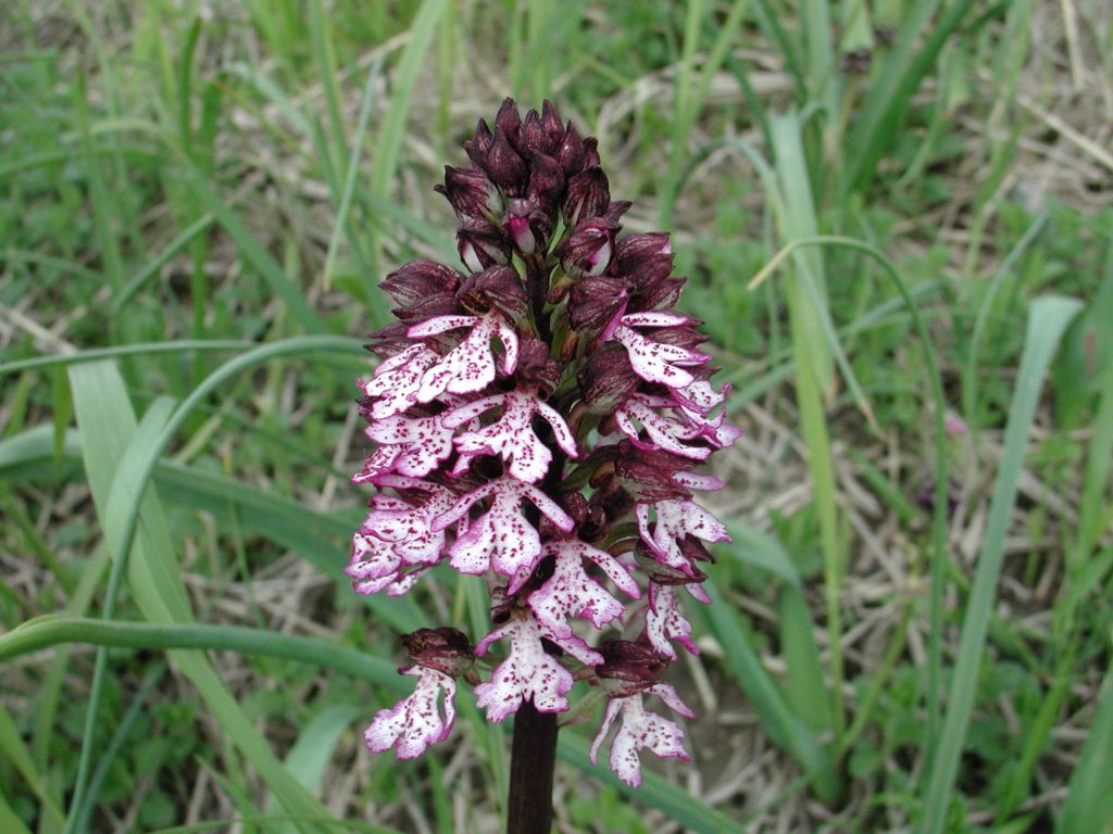 Orchis purpurea, orchidea maggiore, Trevi, argini del torrente Tatarena