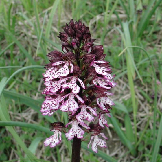 Orchis purpurea, orchidea maggiore, Trevi, argini del torrente Tatarena