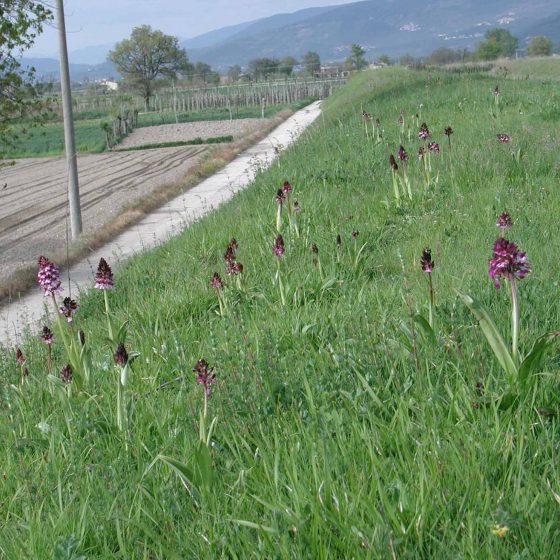 Orchis purpurea, orchidea maggiore, Trevi, argini del torrente Tatarena