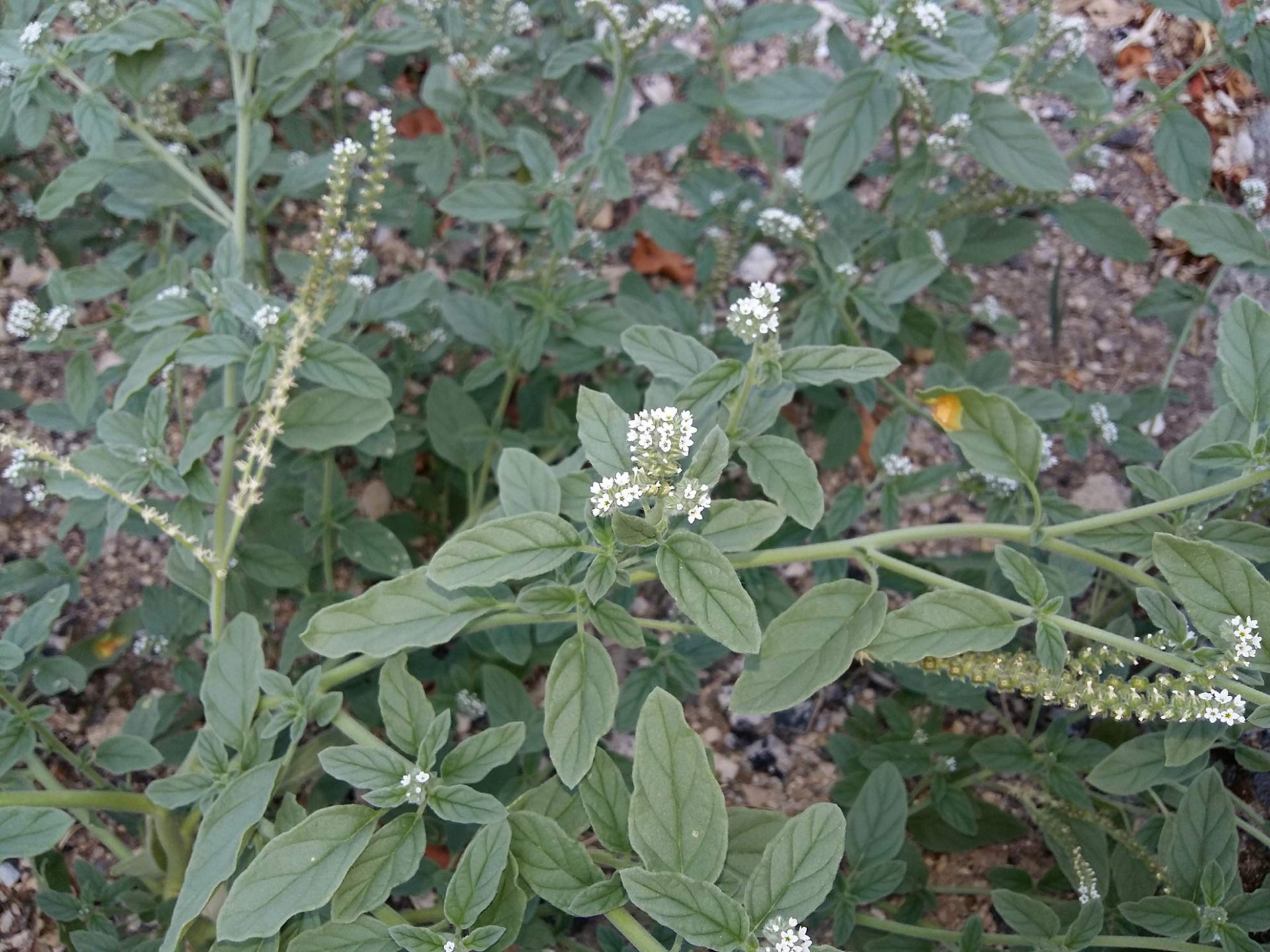 Eliotropio, eliotropio selvatico, eliotropio europeo, erba porraia