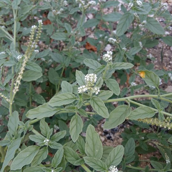 Erba perla minore [Buglossoides arvensis o Lithospermum arvense]