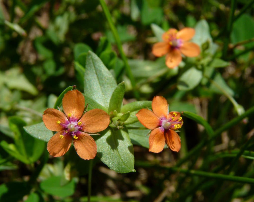 Anagallis arvensis, mordigallina [photo credit: Dendroica cerulea www.flickr.com Scarlet Pimpernel via photopin creativecommons.org/licenses/by-nc-sa/2.0]