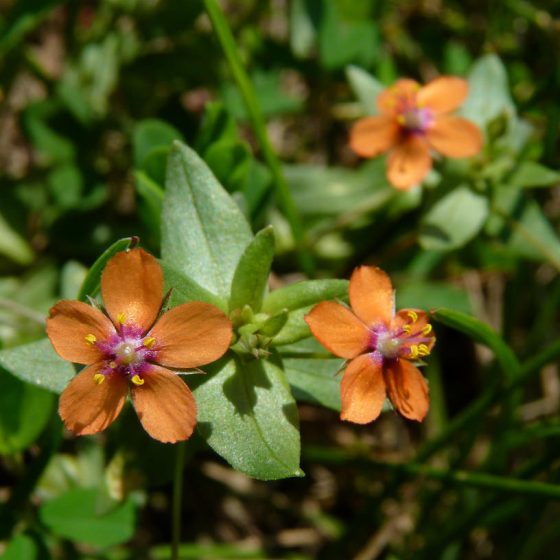 Anagallis arvensis, mordigallina [photo credit: Dendroica cerulea www.flickr.com Scarlet Pimpernel via photopin creativecommons.org/licenses/by-nc-sa/2.0]