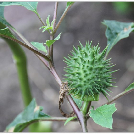 Frutto spinosissimo di Datura [da photopin, photo credit: Maggi_94 Stechapfel (Datura) www.flickr.com creativecommons.org/licenses/by-nc-nd/2.0/]