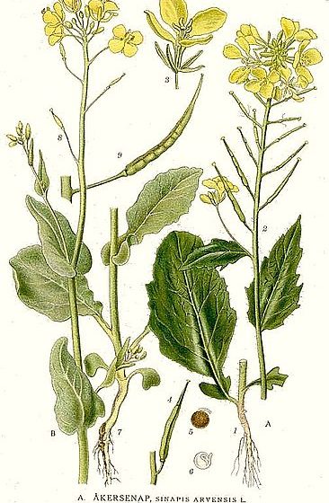 Sinapis arvensis [da wikimedia, tavola tratta da Carl Axel Magnus Lindman - www.biolib.de «Bilder ur Nordens Flora» Stockholm]