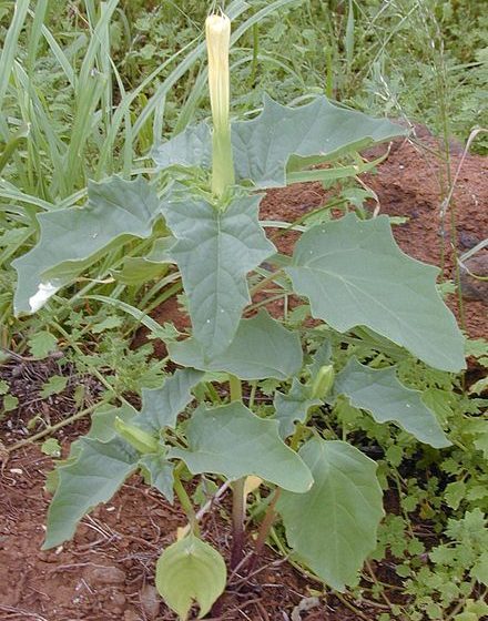 Datura stramonium, by wikimedia, CC BY 3.0