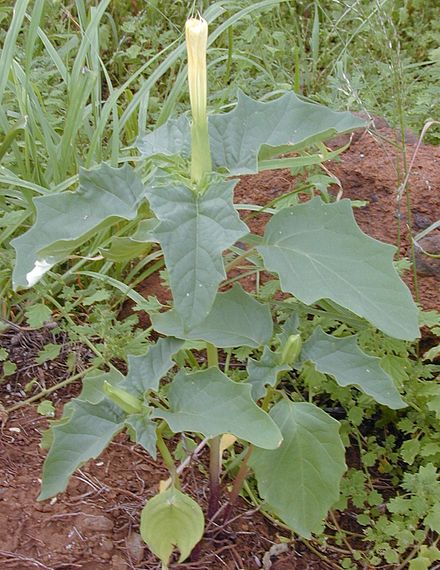 Datura stramonium, by wikimedia, CC BY 3.0