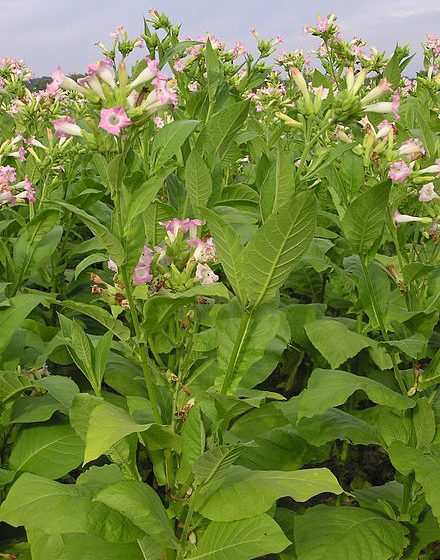 Nicotiana tabacum [da wikimedia my grabdma - Joachim Müllerchen, Own work, attribution required (Multi-license with GFDL and Creative Commons CC-BY 2.5)]