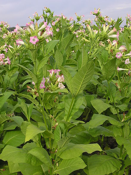 Nicotiana tabacum [da wikimedia my grabdma - Joachim Müllerchen, Own work, attribution required (Multi-license with GFDL and Creative Commons CC-BY 2.5)]