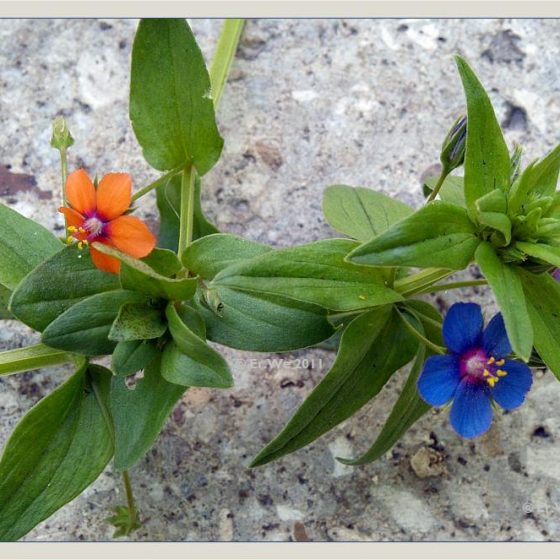 Anagallis arvensis, mordigallina a fiori rosso-arancio, a fiori blu [photo credit: Brigitte Rieser www.flickr.com Anagallis arvensis (Acker-Gauchheil) & Anagallis arvensis f. azurea 2011-06 via photopin creativecommons.org/licenses/by-nc-nd/2.0]