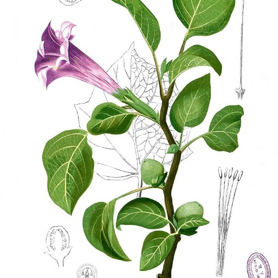 Datura metel var. fastuosa [da wikimedia tavola da Francisco Manuel Blanco (O.S.A.) Flora de Filipinas [...] Gran edicion [...] [Atlas I] Pubblico dominio]