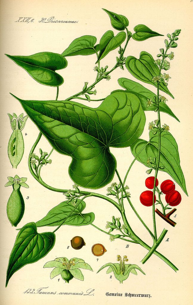 Dioscorea communis [da wikimedia, pubblico dominio it.wikipedia.org/wiki/]