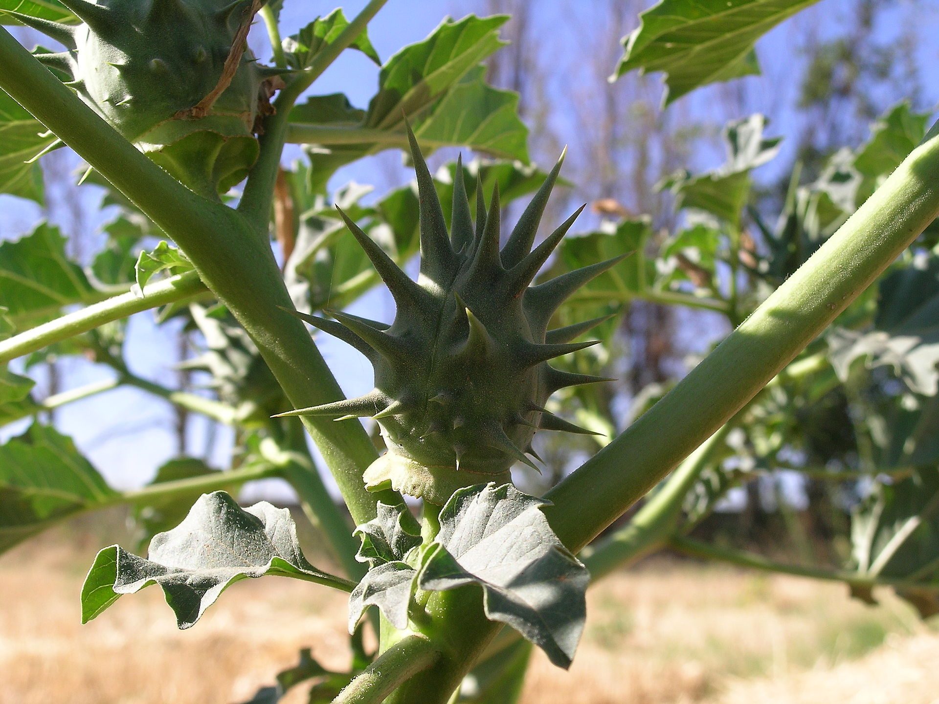 Stramonio spinoso, stramonio spinosissimo, noce spinosa