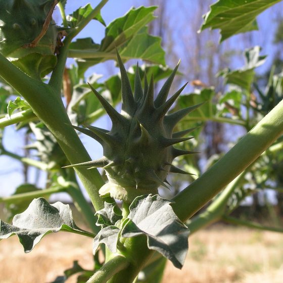 Datura ferox, frutto spinosissimo [da wikimedia By Solanum - Own work, Public Domain, commons.wikimedia.org/w/index.php?curid=2751212]