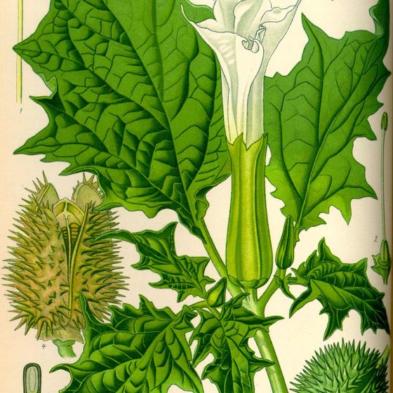 Datura stramonium, tavola [da wikimedia, tavola tratta da Prof. Dr. Otto Wilhelm Thomé Flora von Deutschland, Österreich und der Schweiz 1885, Gera, Germany pubblico dominio]