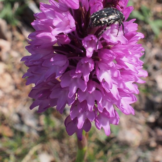 Anacamptis pyramidalis (con coleottero), orchidea piramidale