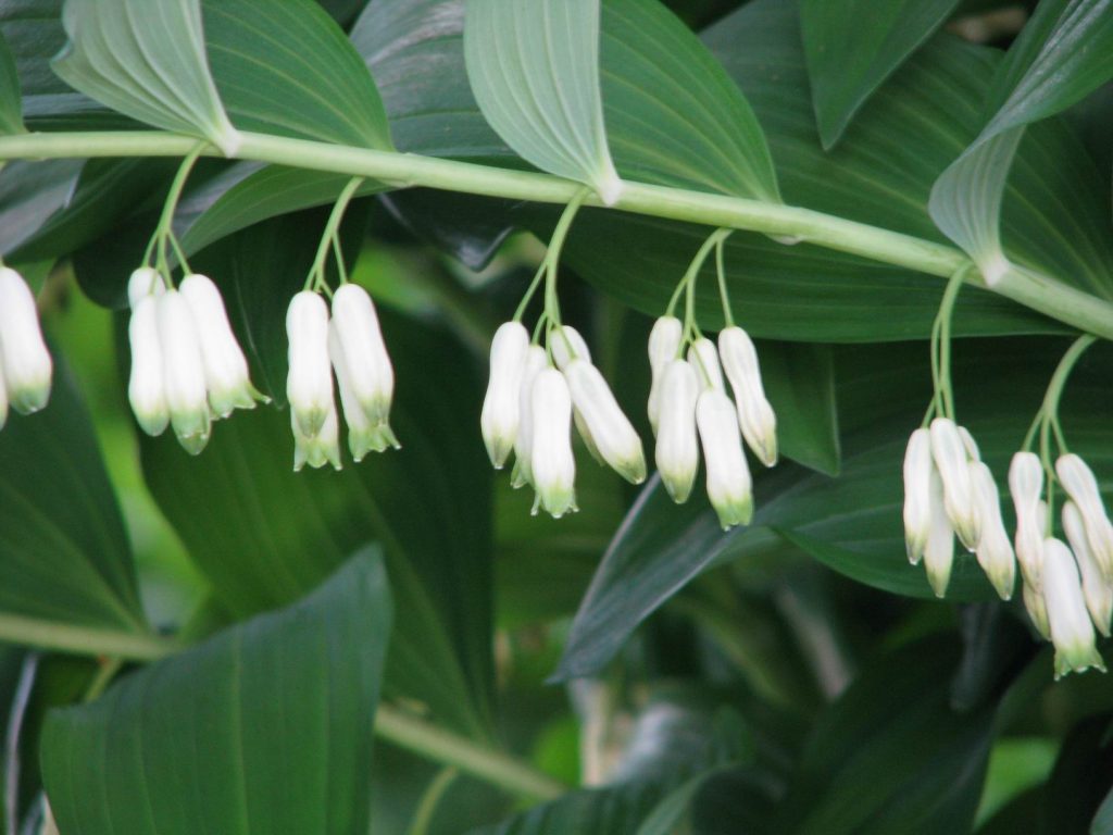 Polygonatum multiflorum, sigillo di Salomone multifloro [da wikimedia, Polygonatum multiflorum. Photo by By Borealis55 - Own work Savinsky District of Ivanovo Oblast, Russia, CC0, commons.wikimedia.org/w/index.php?curid=17145245]