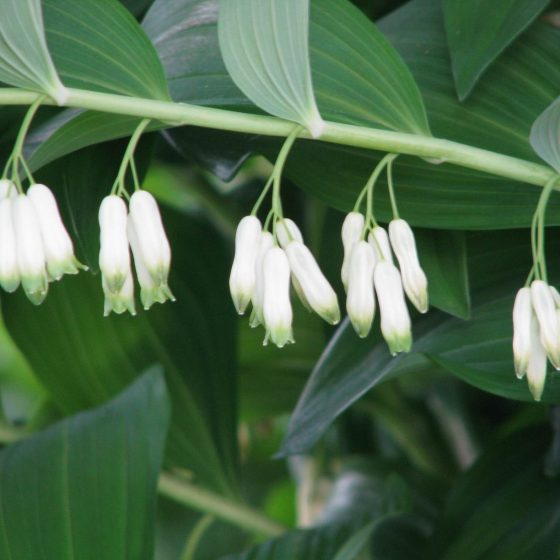 Polygonatum multiflorum, sigillo di Salomone multifloro [da wikimedia, Polygonatum multiflorum. Photo by By Borealis55 - Own work Savinsky District of Ivanovo Oblast, Russia, CC0, commons.wikimedia.org/w/index.php?curid=17145245]