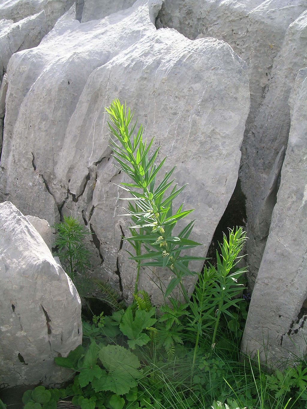 Sigillo di Salomone verticillato