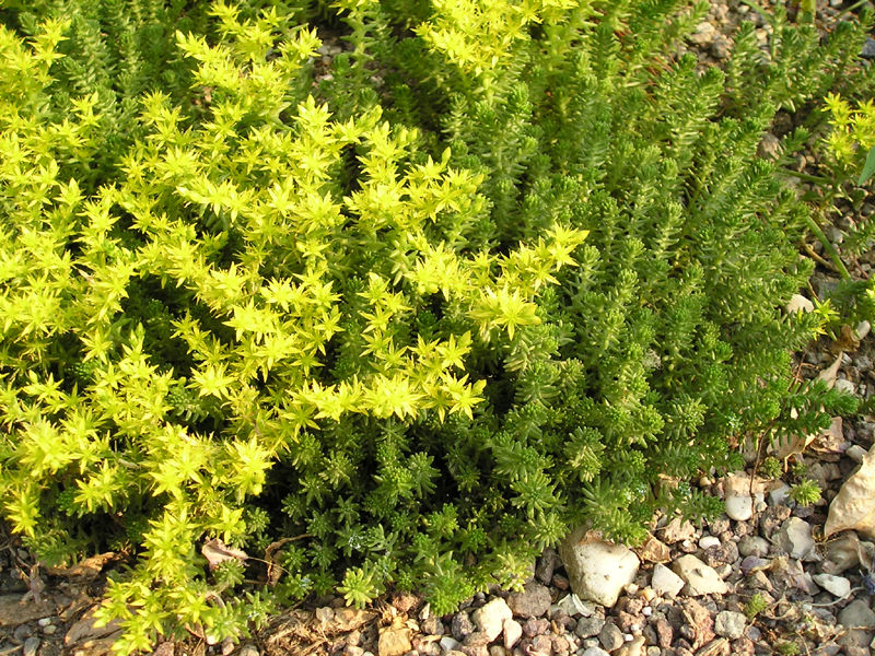 Sedum sexangulare [da wikimedia, di Nessun autore leggibile automaticamente Semolo75 presunto (secondo quanto affermano i diritti d'autore) Nessuna fonte leggibile automaticamente. Presunta opera propria (secondo quanto affermano i diritti d'autore), Pubblico dominio, commons.wikimedia.org/w/index.php?curid=197995]