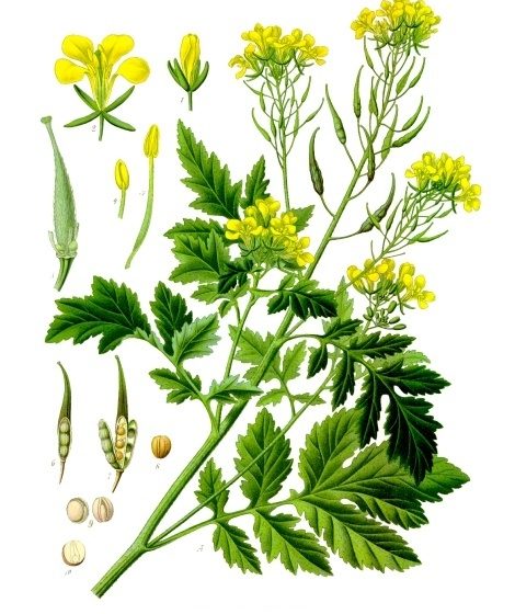 Sinapis alba [da wikimedia, tavola tratta da Franz Eugen Köhler, Köhler's Medizinal-Pflanzen - List of Koehler Images]