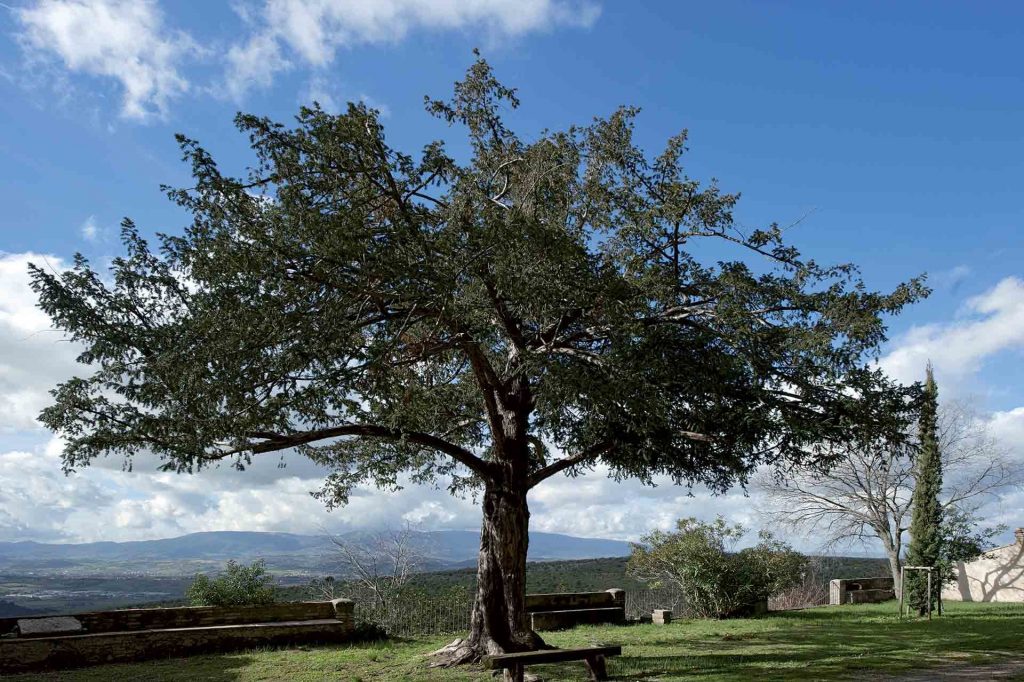 Tasso comune, Spoleto, Bazzano